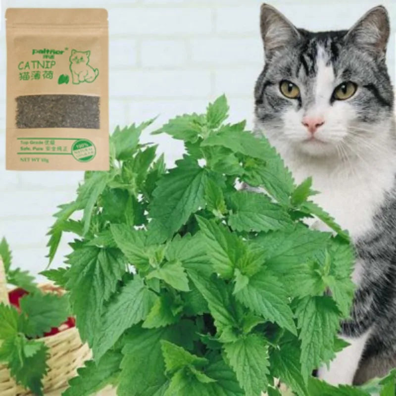 Natural Premium Catnip Cattle Grass Interactive Cat Non-toxic 10g Menthol Flavor Funny Cat Supplies Keep Pet Health Cat Toy