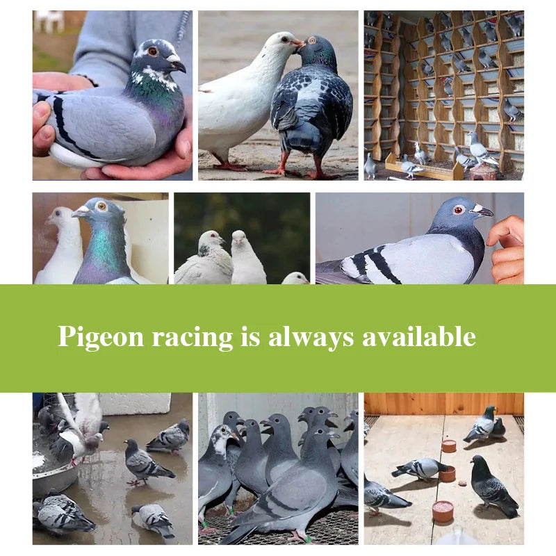 Racing pigeon carrier pigeon conditioning health care brood female pigeon laying eggs fertilization parrot birds 150 pieces